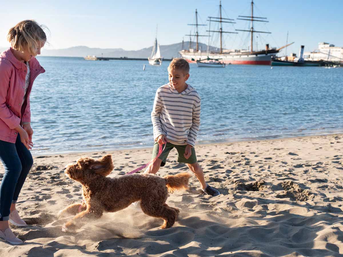 Beach with dog in San Francisco