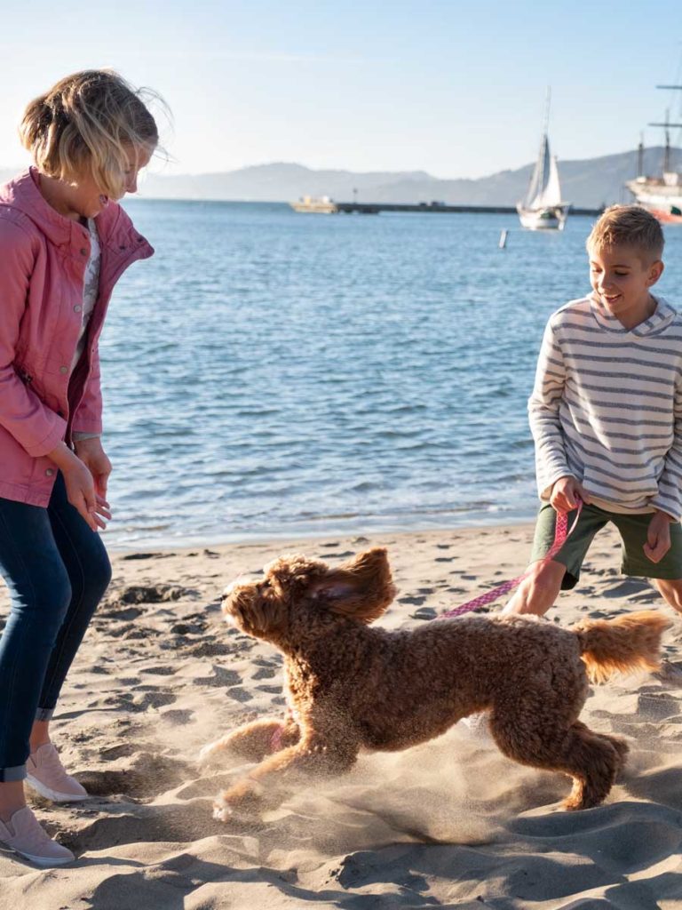 Beach with dog in San Francisco