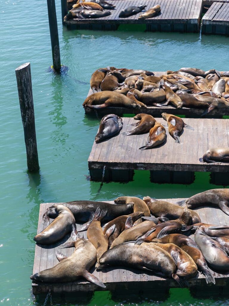 Sea Lions