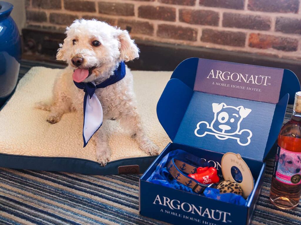 Dog In San Francisco Guestroom With A Box Of Goodies