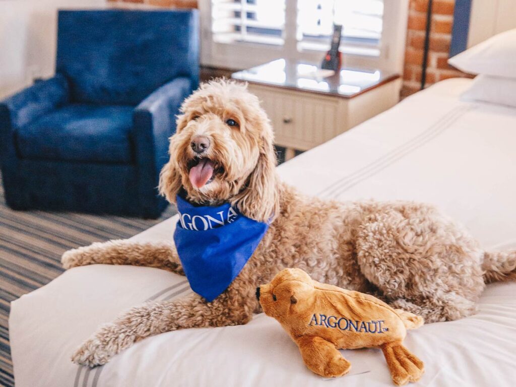 Dog On Guestroom Bed