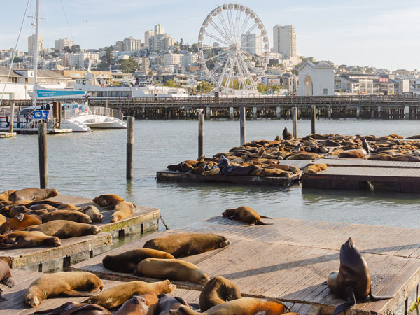 Seals On The Docks